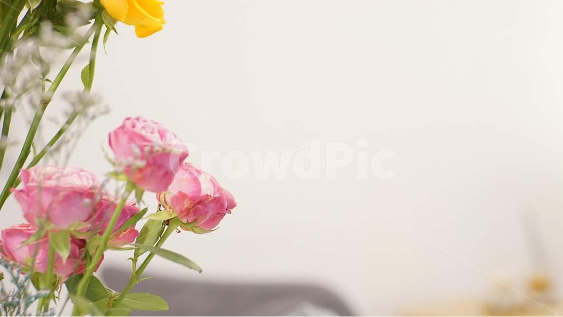 꽃,식물,튤립,카페,실내,자연,따뜻함,안개꽃,식물,자연,plants,nature,꽃,flower,실내용화초,화분,화초,house plant,색깔,색상,색채,색감,color sense,color sensitivity,feeling of color,인테리어,실내디자인,interior design
