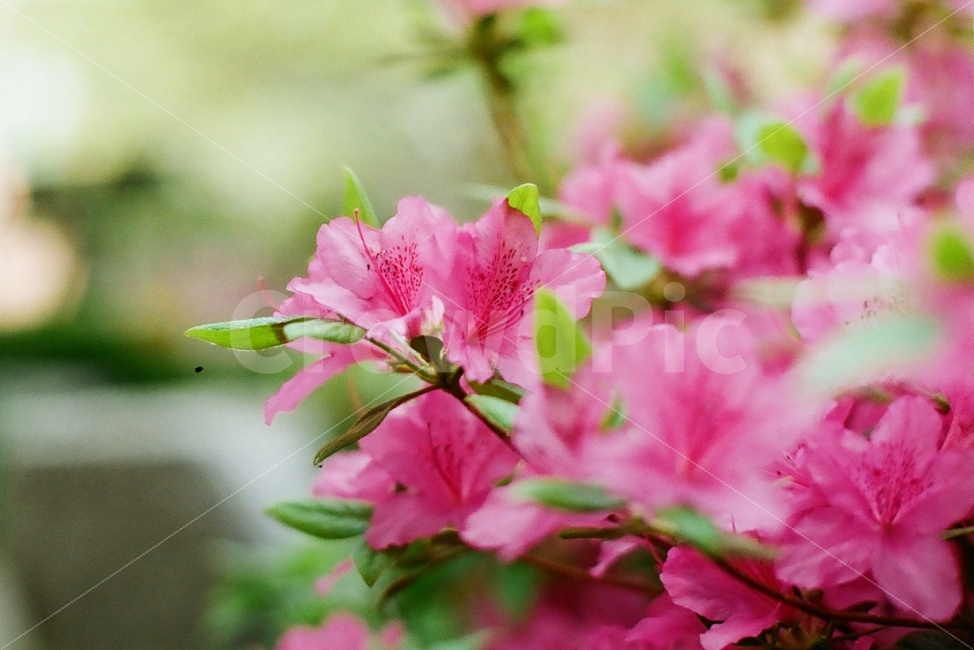 영산홍,철쭉,봄꽃,꽃,필름사진,봄,계절,spring,season,식물,자연,plants,nature,꽃,flower,plant,geranium,제라늄,blossom