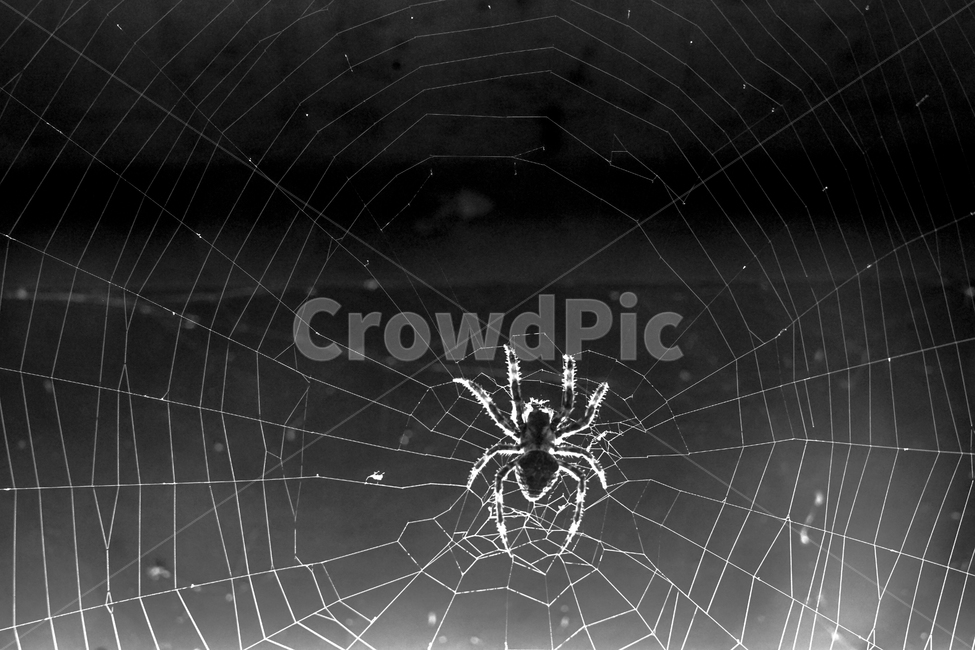 거미,거미줄,곤충,거미집,집,줄,자연,동물,animal,곤충,벌레,insect,bug,흑백,모노톤,monochrome,black and white