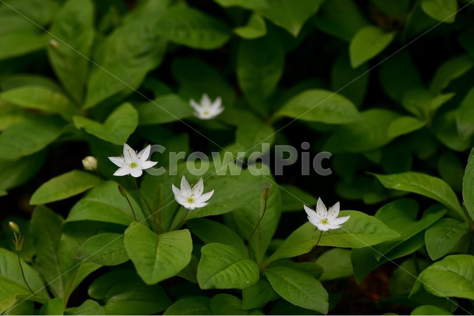 참기생꽃,야생화,식물,자연,생태,꽃,힐링,플라워,wildflower,flower,plants,nature,season,감성,느낌,emotion,feeling,앵초목,앵초과,기생꽃속,여러해살이풀,희귀식물,식물,자연,plants,nature,꽃,flower