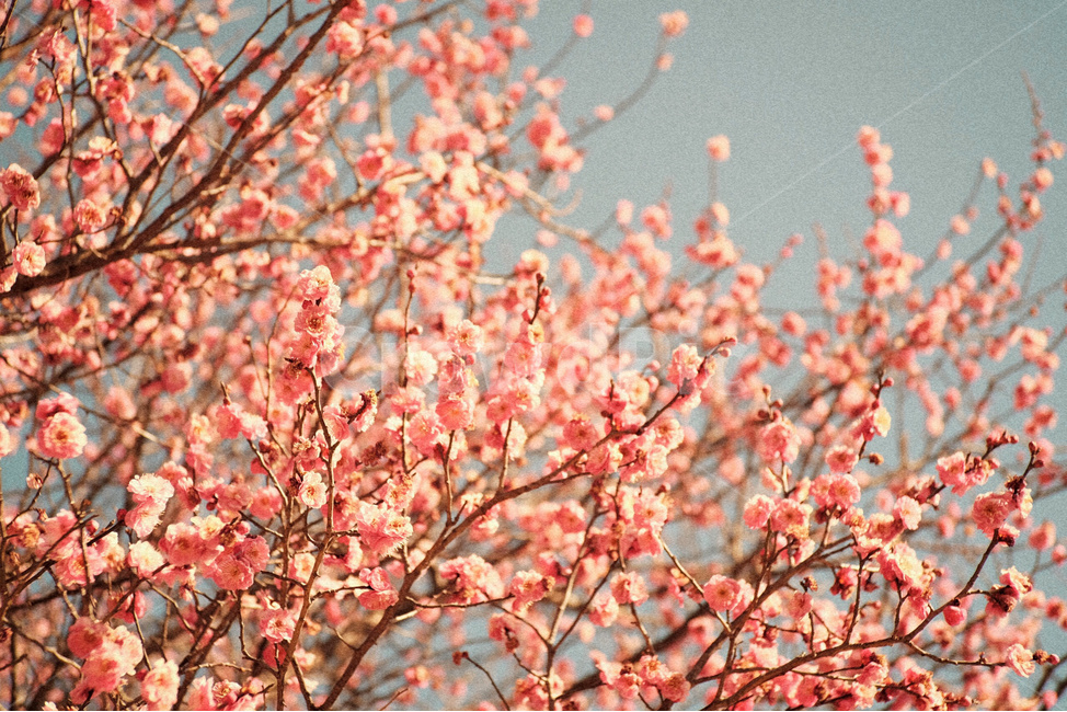꽃,매화,홍매화,분홍색,하늘,식물,자연,flower,pink,sky,nature,plant,식물,자연,plants,nature,꽃,flower,감성,sensible,feeling,색깔,색상,색채,색감,color sense,color sensitivity,feeling of color