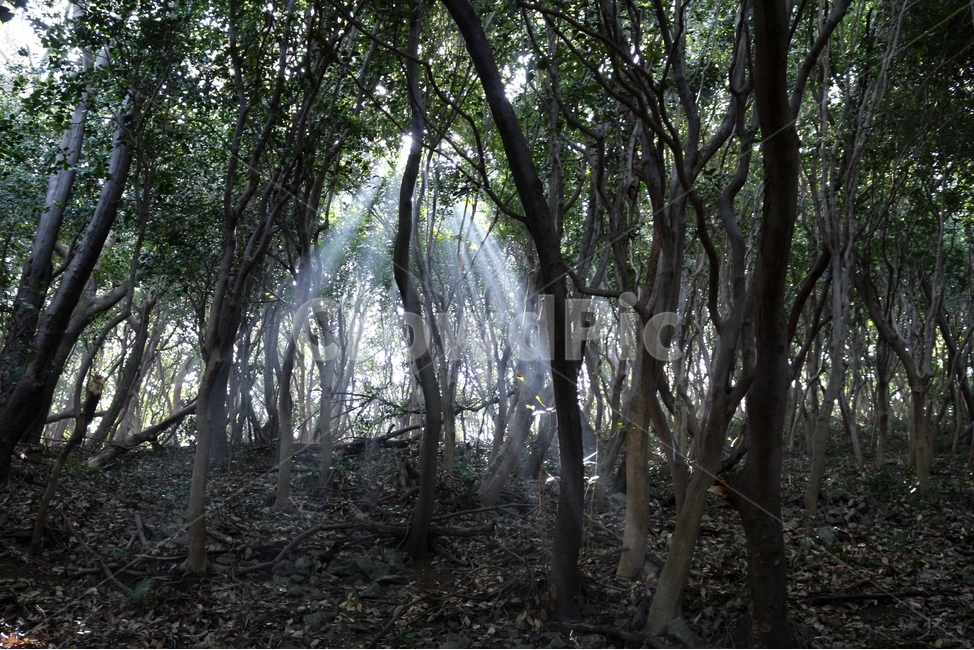 숲,나무,빛,자연,풍경,자연,풍경,nature,landscape,식물,plants,나무,trees,wood,휴식,힐링,rest,relaxation,healing,vegetation,초목,plant,woodland,삼림지,forest,tree,outdoors,옥외,land,땅,grove,작은 숲,jungle,밀림