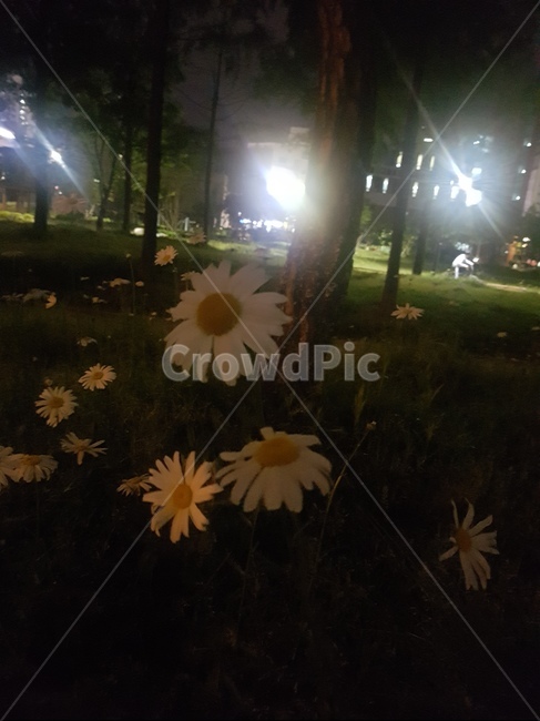 꽃,식물,한국꽃,flower,밤,야경,흰꽃,야경,밤,풍경,nightscape,night,landscape,식물,자연,plants,nature,꽃,flower,flare,플레어,light,빛,plant,daisy,데이지,daisies,blossom