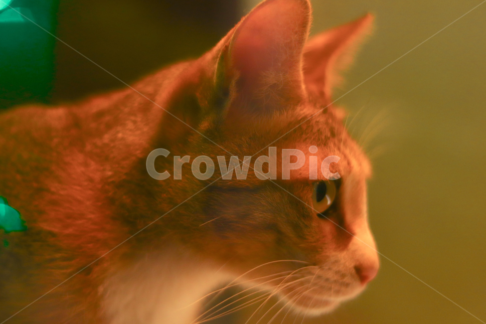 고양이,냐옹이,야옹이,길고양이,cat,동물,animal,straycat