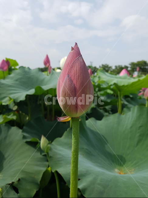 여름,경주,연꽃,연꽃단지,경주연꽃단지,연잎,절,봉우리,꽃봉우리,진흙,꽃,자연,식물,풍경,초록,여름풍경,계절풍경,여름분위기,분위기,감성,감성사진,운치,한국의미,한국의아름다움,한국,한국적인,한국적