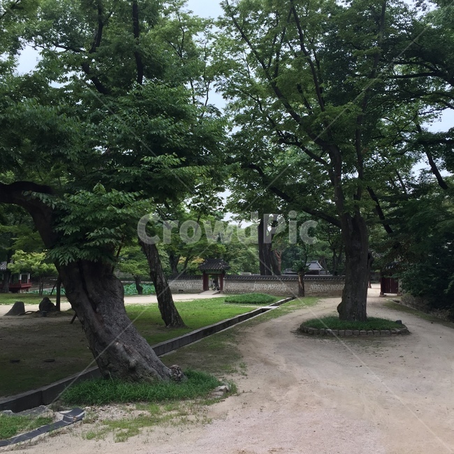 창덕궁,창덕궁후원,창덕궁비원,전통건축,전통정원,나무,숲,정원,한옥정원,랜드마크,한국랜드마크,한국관광지,한국명소,korealandmark,koreatouristattraction