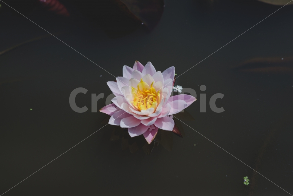 연꽃,꽃,정갈함,고요함,스팟촬영,절,식물,자연,plants,nature,꽃,flower,감성,sensible,feeling