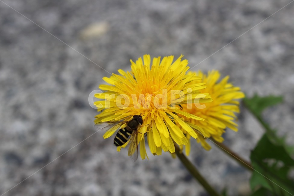 꽃,벌,flower,yellow,bee,곤충,들꽃,노랑꽃,식물,자연,plants,nature,꽃,flower