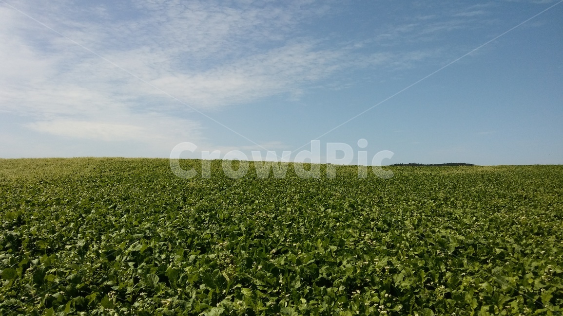 메밀,메밀밭,도깨비,도깨비촬영지,들판,풍경,자연,풍경,nature,landscape,field,들,outdoors,옥외