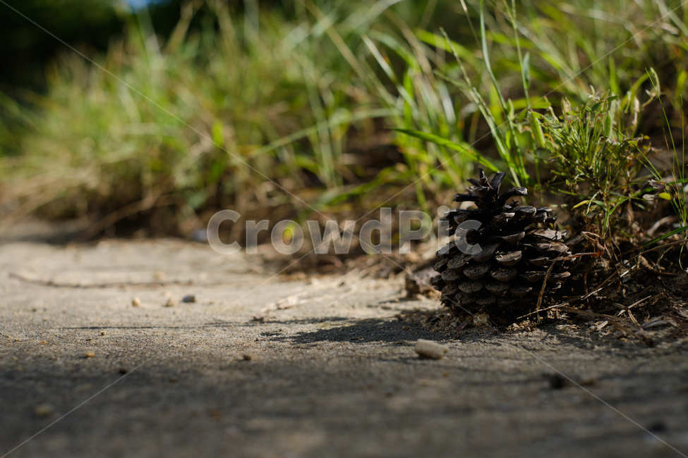 솔방울,잔디,pinecone,grass,그림자,햇빛,shadow,sunshine,바닥