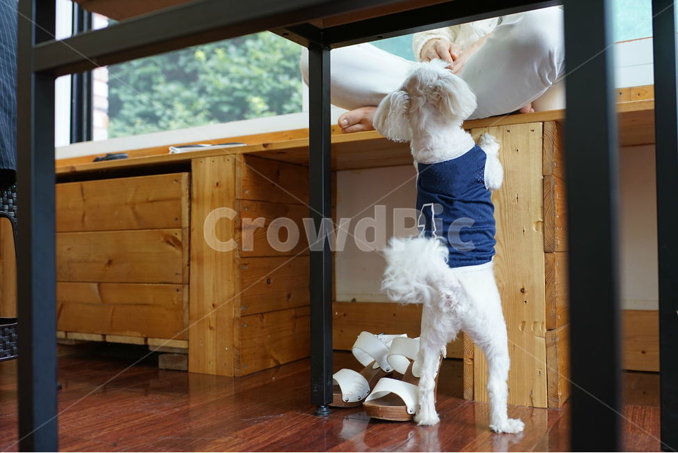 강아지,애견카페,말티즈,반려동물,애견,동물,animal,포유류,mammal,개,강아지,dog,doggy