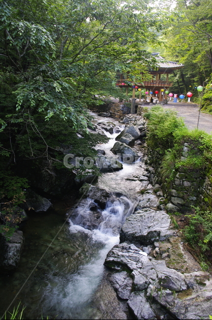 식물,plant,자연,nature,숲,계곡,강선루,선암사,사찰,자연,풍경,nature,landscape,outdoors,옥외,water,물,stream,흐름,creek,작은 만