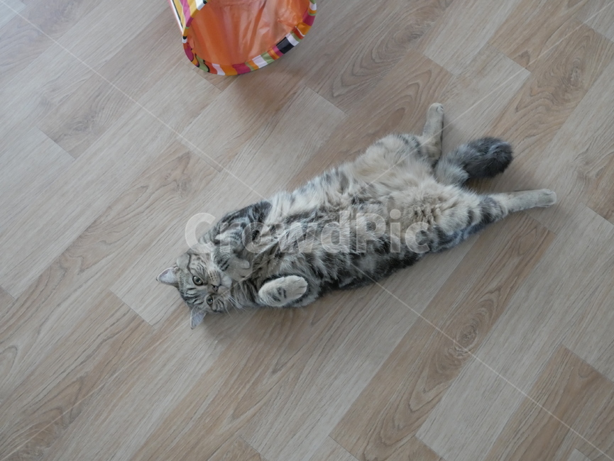 고양이,개냥이,아기고양이,귀여운,얼룩고양이,동물,animal,포유류,mammal,고양이,cat,kitten,kitty