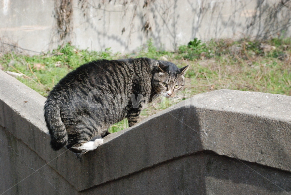 고양이,cat,동물,animal,평화로움,동물,animal,고양이,cat,kitten,kitty