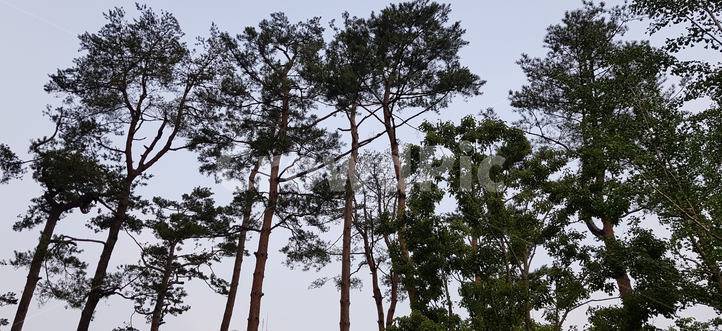 산,나무,하늘,tree,자연,natrue,sky,자연풍경,skyview,높은나무