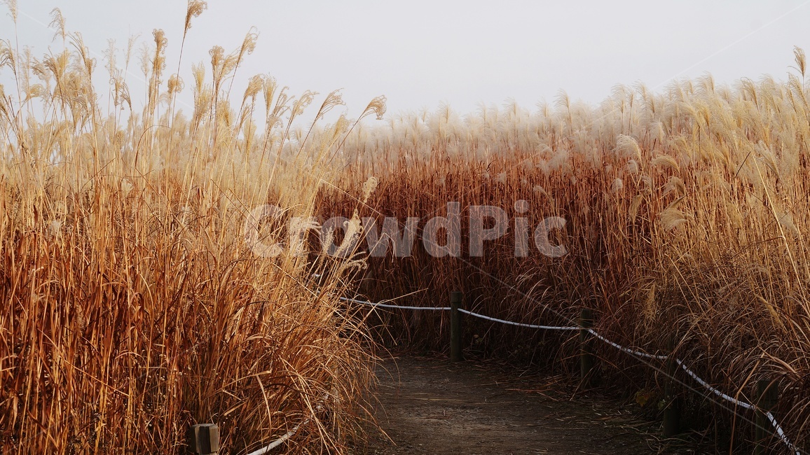 가을,가을풍경,하늘공원,억세풀,갈대,가을,계절,fall,autumn,season,자연,풍경,nature,landscape,grass,잔디,plant,식물,lawn,reed