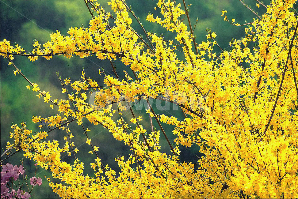 봄꽃,개나리,노랑꽃,봄이미지,꽃,꽃소식,flowers,beautiful,화려한,화사한,정원,가든,앞마당,plants,spring,pretty,예쁜,garden,토종,우리꽃,그린,green,순수,작은,어린,귀여운,봄,계절,spring,season,식물,자연,plants,nature,꽃,flower,plant