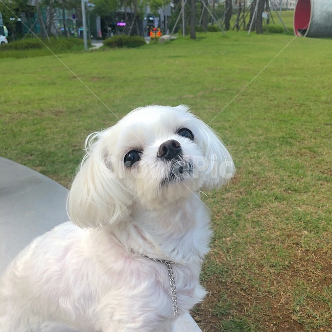 반려견,반려동물,강아지,개,애완견,애완동물,애견,per,dog,puppy,동물,animal,포유류,mammal,개,강아지,dog,doggy