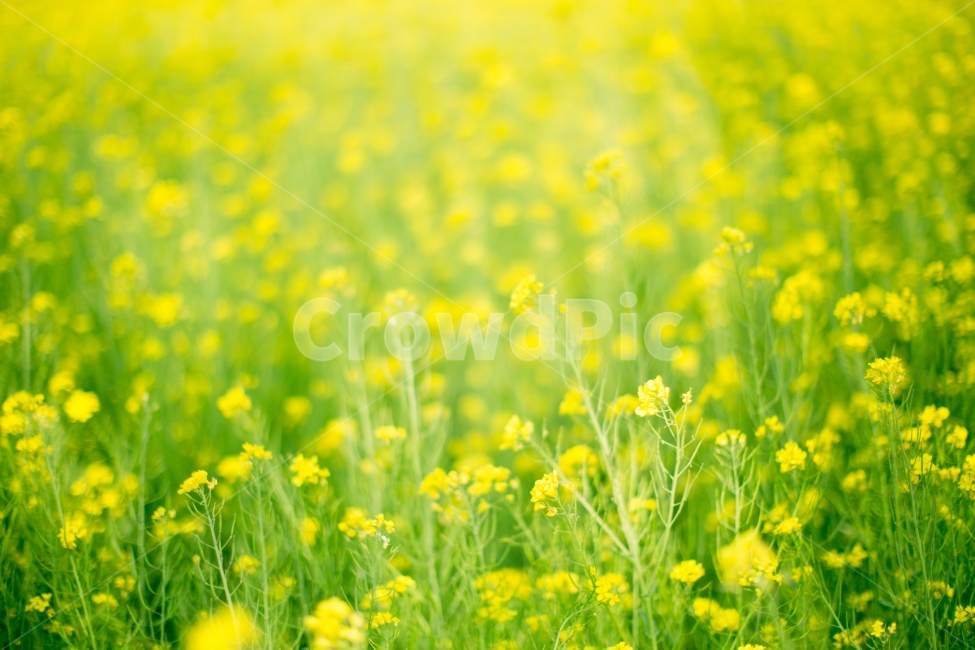 유채꽃,노란색,노랑,꽃밭,yellow,Rapeflower,flower,감성사진,대한민국,방방곡곡,봄,계절,spring,season,식물,자연,plants,nature,꽃,flower,감성,sensible,feeling,field,들,outdoors,옥외,grassland,목초지