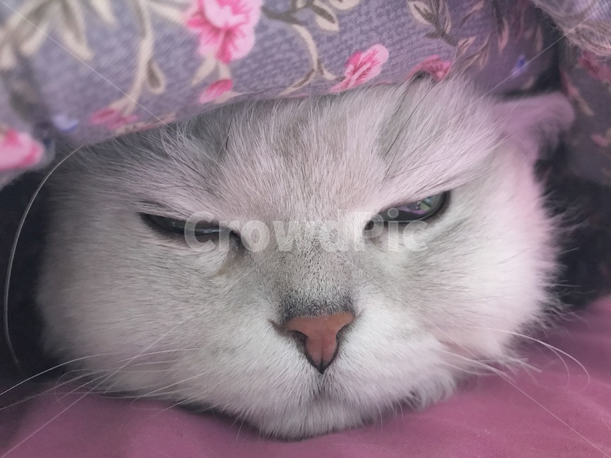 고양이,졸림,cat,이불속고양이,잠오는고양이,반려묘,페르시안친친라,페르시안친친라실버,페르시안,동물,애완동물,냥이,미묘,반려동물,일상,휴식