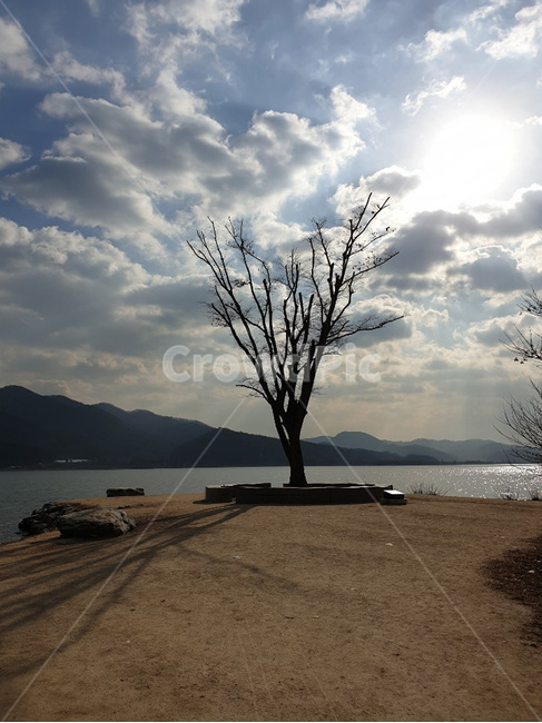 겨울,winter,햇살,sunshine,강,river,나무,tree,자연,풍경,nature,landscape,식물,plants,나무,trees,wood,plant,outdoors,옥외