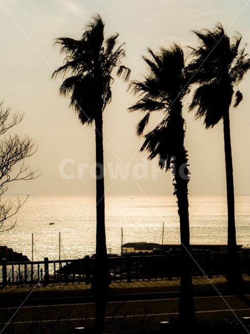 제주도,제주,야자수,해변,오후,실루엣,자연,풍경,nature,landscape,제주도,jeju,jeju island,tree,나무,plant,식물,silhouette