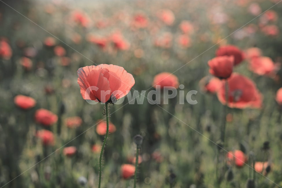 양귀비,미인,중국,꽃,자연,6월,화초,식물,자연,plants,nature,꽃,flower,감성,sensible,feeling