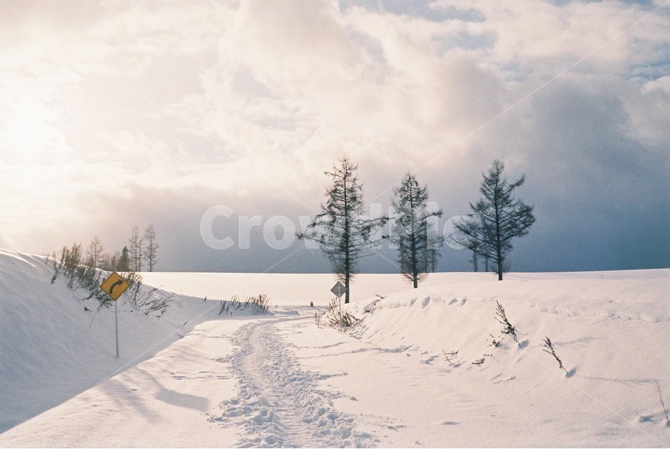 삿포로,비에이,눈,흰눈,눈밭,겨울,겨울,계절,winter,season