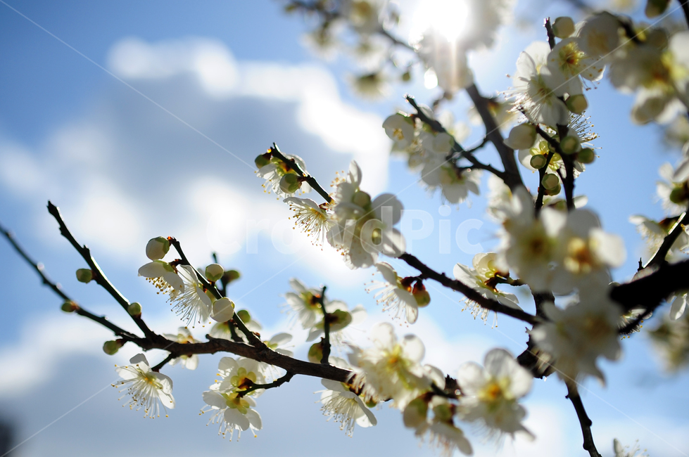 매화,매화나무,매화꽃,봄꽃,자연,식물,봄,plant,식물,자연,plants,nature,꽃,flower