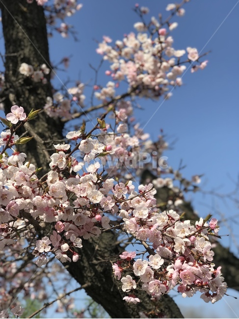 매화,봄날,화창,설렘,春,봄,화창한봄날,봄,계절,spring,season,식물,자연,plants,nature,꽃,flower,plant,blossom,cherry blossom,벚꽃