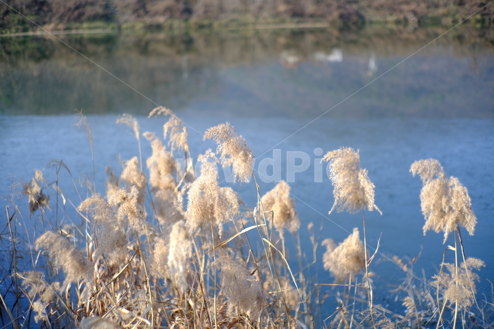 갈대,반계저수지,겨울,저수지,호수,자연,풍경,nature,landscape