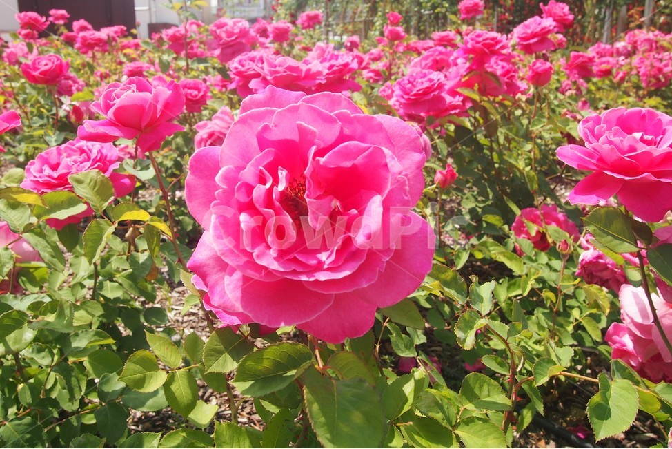 꽃,식물,화원,정원,flower,plant,garden,식물,자연,plants,nature,꽃,flower