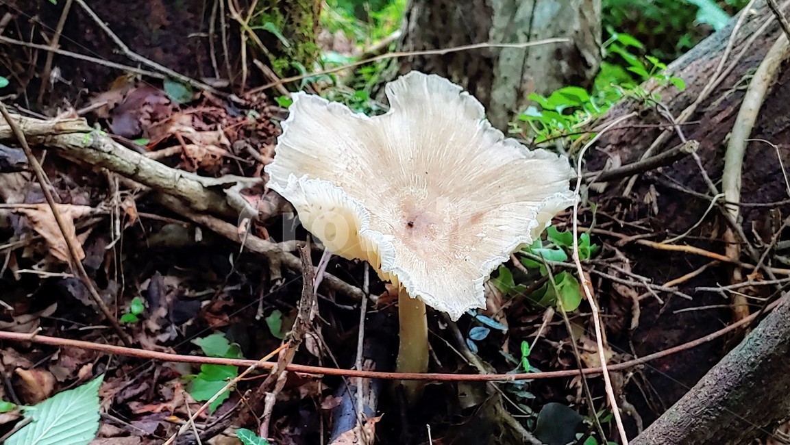 버섯,mushroom,afieldmushroom,제주숲,자연,nature,forest,phosphorusplant
