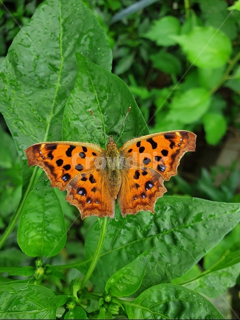 나비,곤충,자연,시골,색감,동물,animal,곤충,벌레,insect,bug