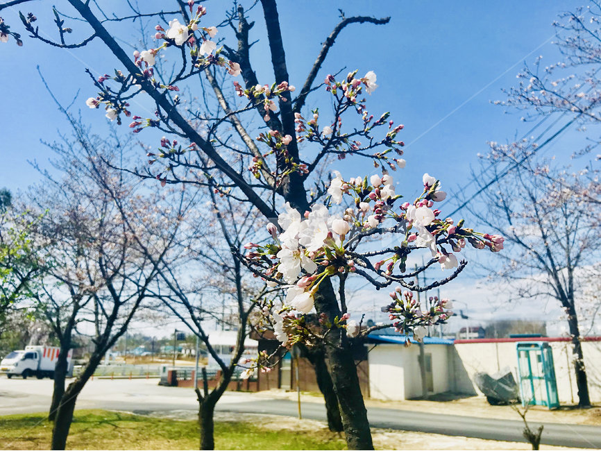 봄,벚나무,벚꽃,봄꽃,꽃,봄,계절,spring,season,식물,자연,plants,nature,꽃,flower,plant