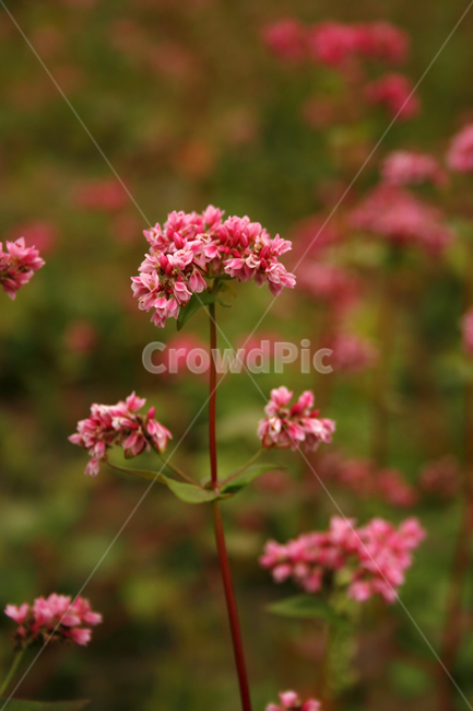 붉은메밀,메밀꽃,꽃,flower,color,식물,식물,자연,plants,nature,꽃,flower