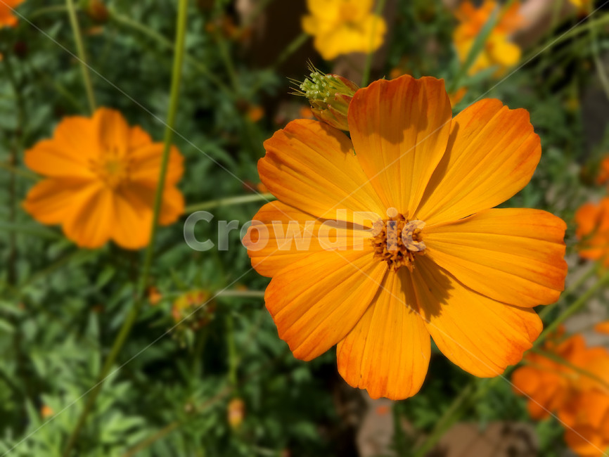 꽃,가을꽃,자연,식물,가을,식물,자연,plants,nature,꽃,flower