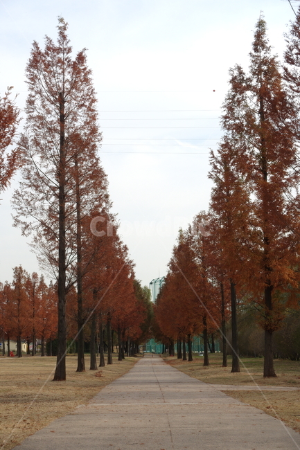 난지한강공원,한강,공원,난지,tree,산책길,공원길,나무,plant,식물,가을,단풍,가을,계절,fall,autumn,season