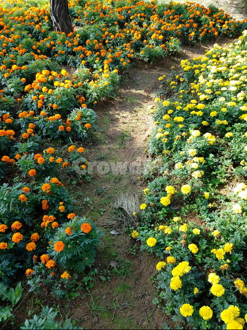 금잔화,메리골드,식물,꽃,plant,금송화,하국,도경,marigold,식물,자연,plants,nature,꽃,flower