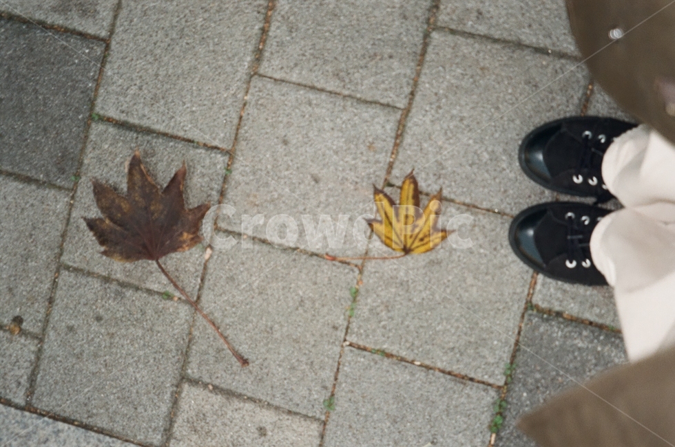 leaf,잎,plant,식물,가을