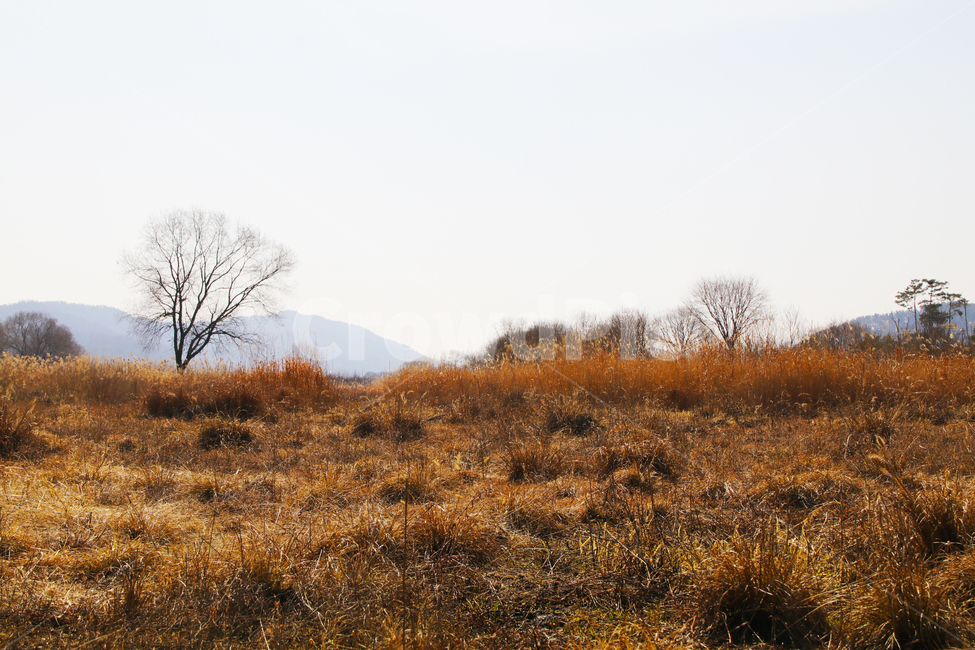 갈대,억새,하천,숲,산,나무,가을,추억,쓸쓸함,고요함,가을,계절,fall,autumn,season,자연,풍경,nature,landscape,grassland,목초지,field,들,outdoors,옥외