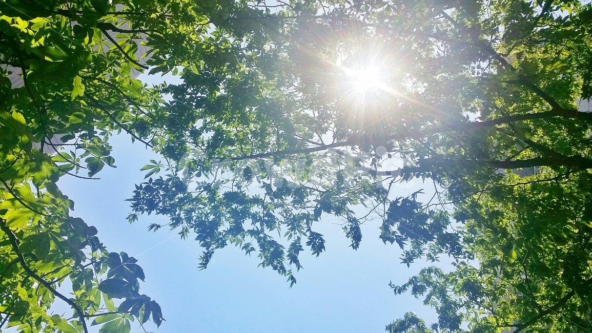 햇빛,빛,나뭇잎,flare,sunlight,식물,자연,plants,nature,나무,trees,wood