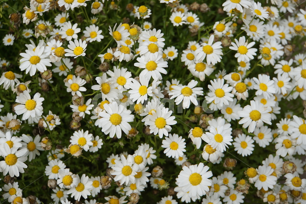꽃,봄,계란꽃,하얀꽃,꽃다발,식물,자연,plants,nature,꽃,flower