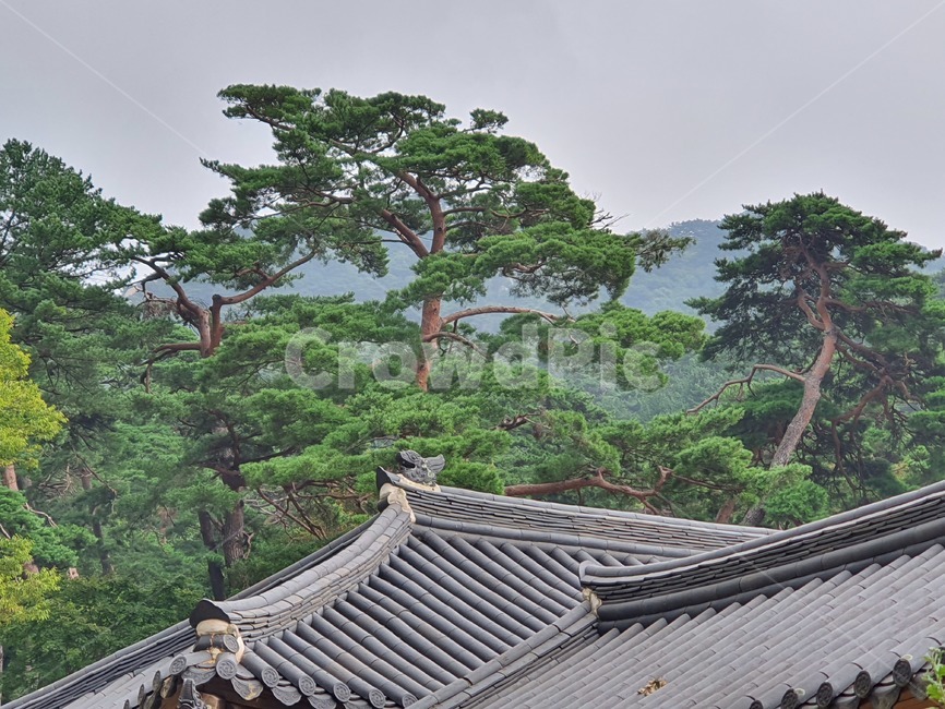 roof,소나무,하늘,산,먼산,초록색,나무기둥,기와지붕,기와,검은색,지붕,솔잎,잎,푸른색