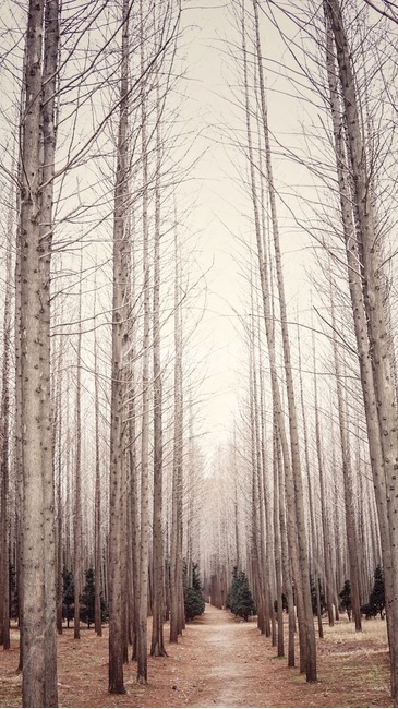 나무,풍경,자연,메타세콰이아,자작나무,겨울감성,가을,계절,fall,autumn,season,자연,풍경,nature,landscape,forest,숲,land,땅,outdoors,옥외,tree,woodland,삼림지,plant,식물,vegetation,초목,grove,작은 숲