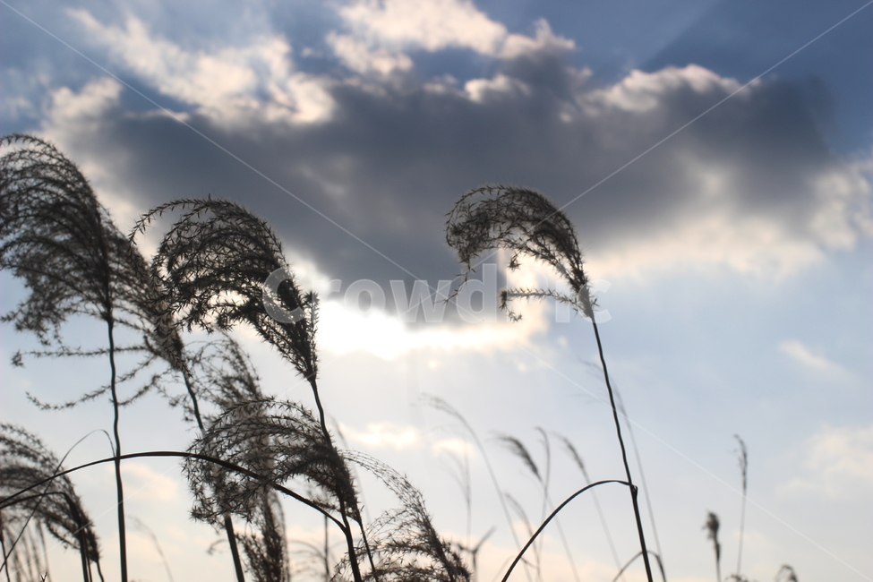 억새,하늘,구름,파란하늘,공원,plant,grass