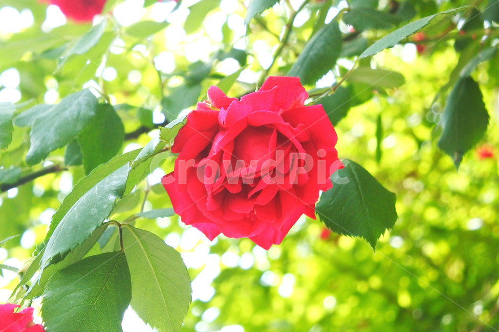 자연,장미,로즈,색감,초록,빨강,빨간색,초록색,green,red,rose