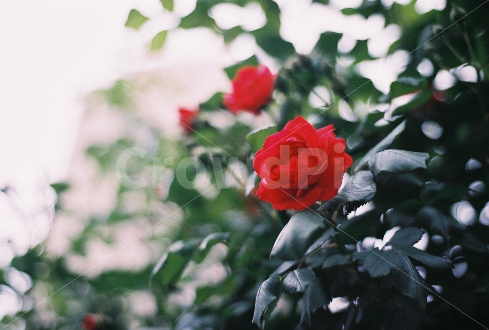 장미,오월의여왕,넝쿨장미,꽃,nikonem,필름사진,감성사진,flowers,rose,식물,자연,plants,nature,꽃,flower,감성,sensible,feeling