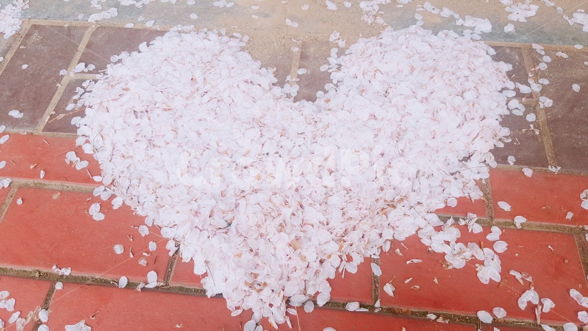 벚꽃,하트,꽃잎,봄,하트모양,떨어진꽃잎,감성사진,flower,petal,봄,계절,spring,season,꽃,flower,감정표현,기분,feeling,emotion,plant,식물,blossom,cherry blossom