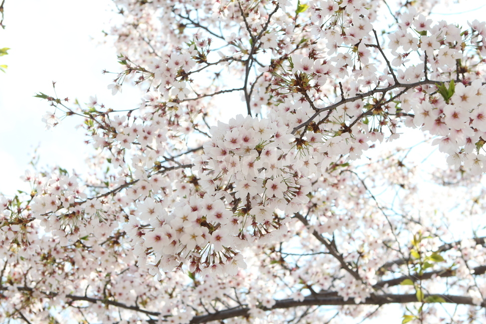 벚꽃,꽃,flower,봄꽃,cherryblossom,벚나무